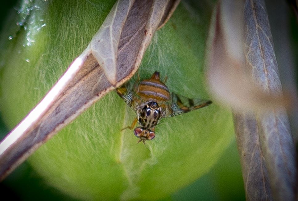 Medflies (Ceratitis capitata)